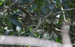 Hierococcyx sparverioides