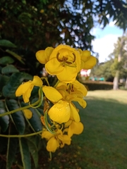 Senna viarum