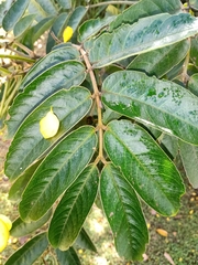 Senna viarum