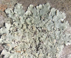 Hypotrachyna pustulifera