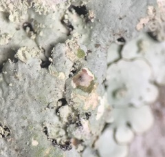 Hypotrachyna pustulifera