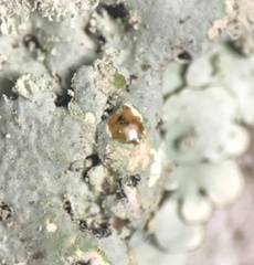 Hypotrachyna pustulifera