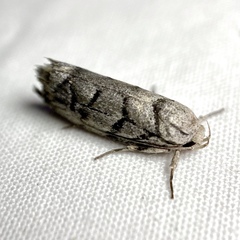 Lichenaula onychodes