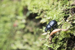 Phelotrupes insulanus