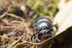 Phelotrupes insulanus