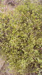 Drosanthemum globosum