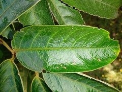 Senna viarum