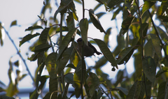 Regulus ignicapilla