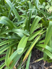 Hymenocallis littoralis