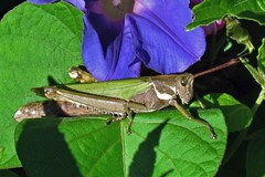 Coryacris angustipennis