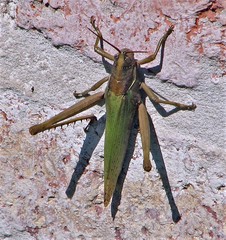 Coryacris angustipennis