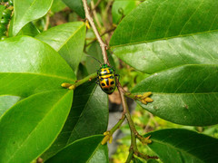 Chrysocoris stockerus
