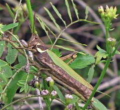 Coryacris angustipennis