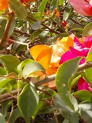 Phoebis agarithe fisheri