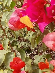 Phoebis agarithe fisheri