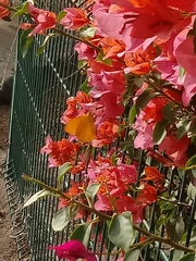 Phoebis agarithe fisheri