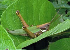 Coryacris angustipennis