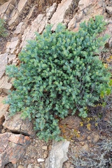 Protea sulphurea