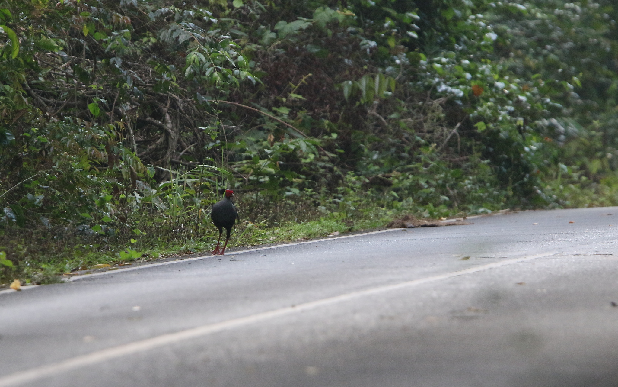 Siamese Fireback
