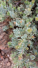 Protea sulphurea