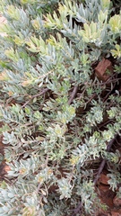 Protea sulphurea