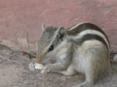 Funambulus pennantii