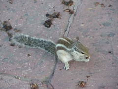 Funambulus pennantii