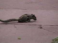 Funambulus pennantii