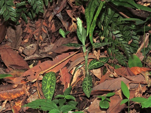 Image of Schlechtendal's Goodyera (Goodyera schlechtendaliana) by (c) Jacy Chen, some rights reserved (CC BY)