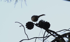 Aegithalos caudatus