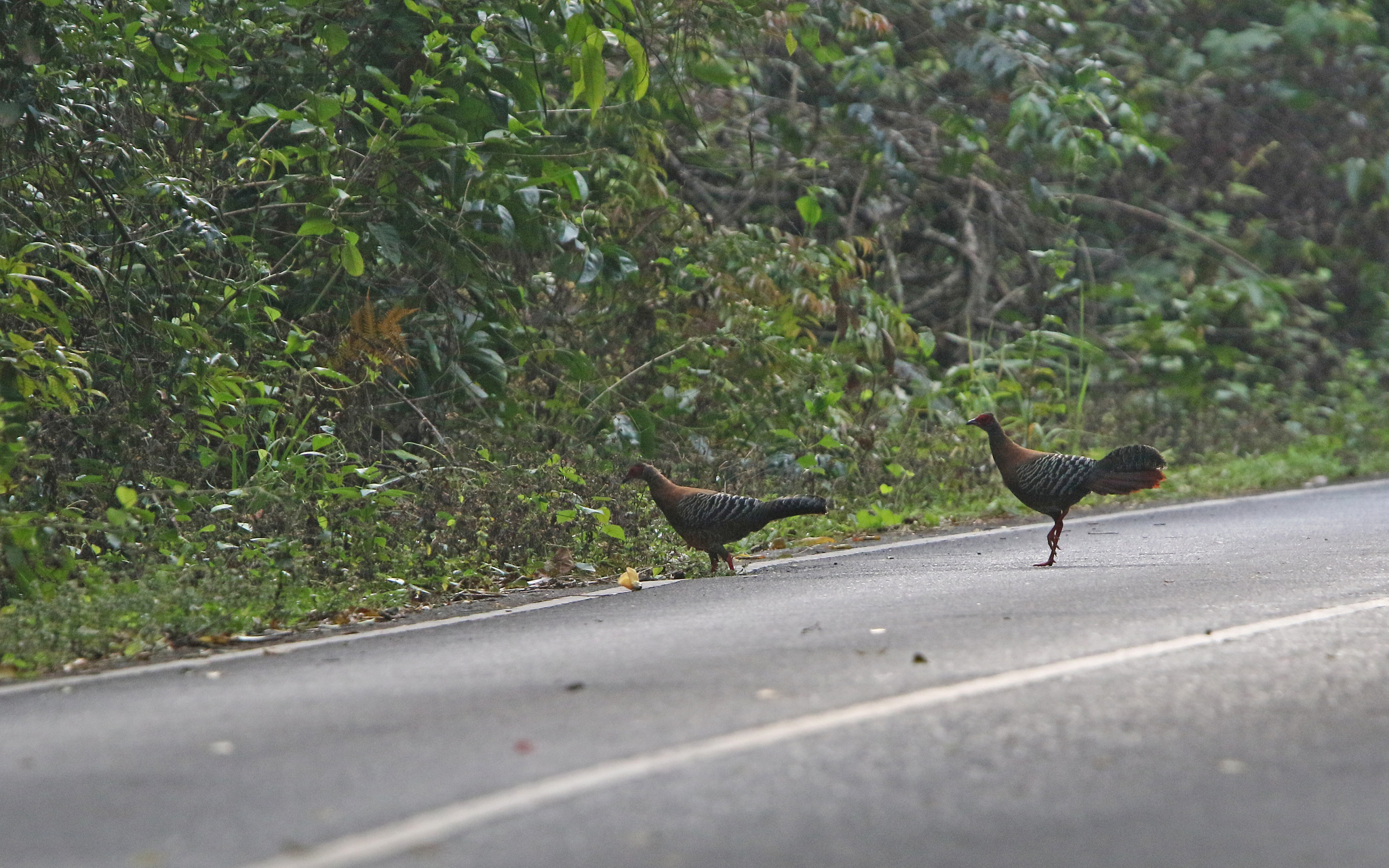 Siamese Fireback