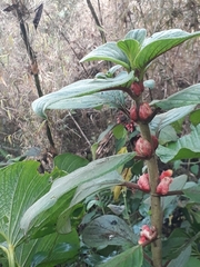 Glossoloma ichthyoderma