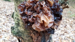 Phaeotremella foliacea