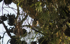 Aegithalos caudatus