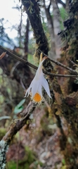 Dendrobium longicornu