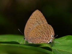Arhopala aedias