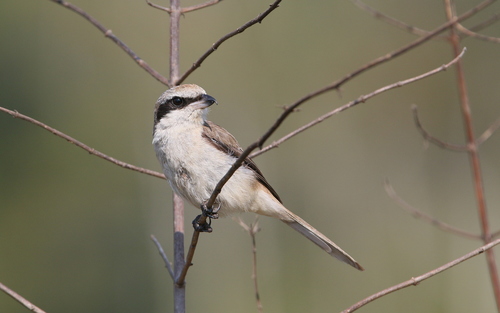 Alcaudón pardo (Lanius cristatus)
