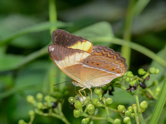 Cirrochroa orissa