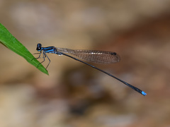 Prodasineura laidlawii