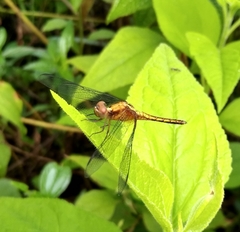 Erythrodiplax avittata