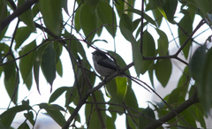 Aegithalos caudatus