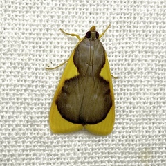 Prooedema inscisalis