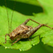 蟋蟀科 - Photo (c) Katja Schulz，保留部份權利CC BY