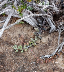 Adromischus filicaulis