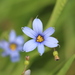 Strict Blue-eyed Grass - Photo (c) John Brandauer, some rights reserved (CC BY-NC-ND)