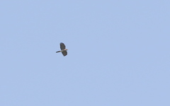Accipiter virgatus