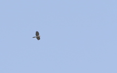 Accipiter virgatus