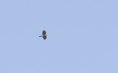 Accipiter virgatus