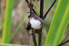 Araneus quadratus