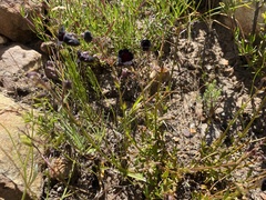 Nemesia bodkinii